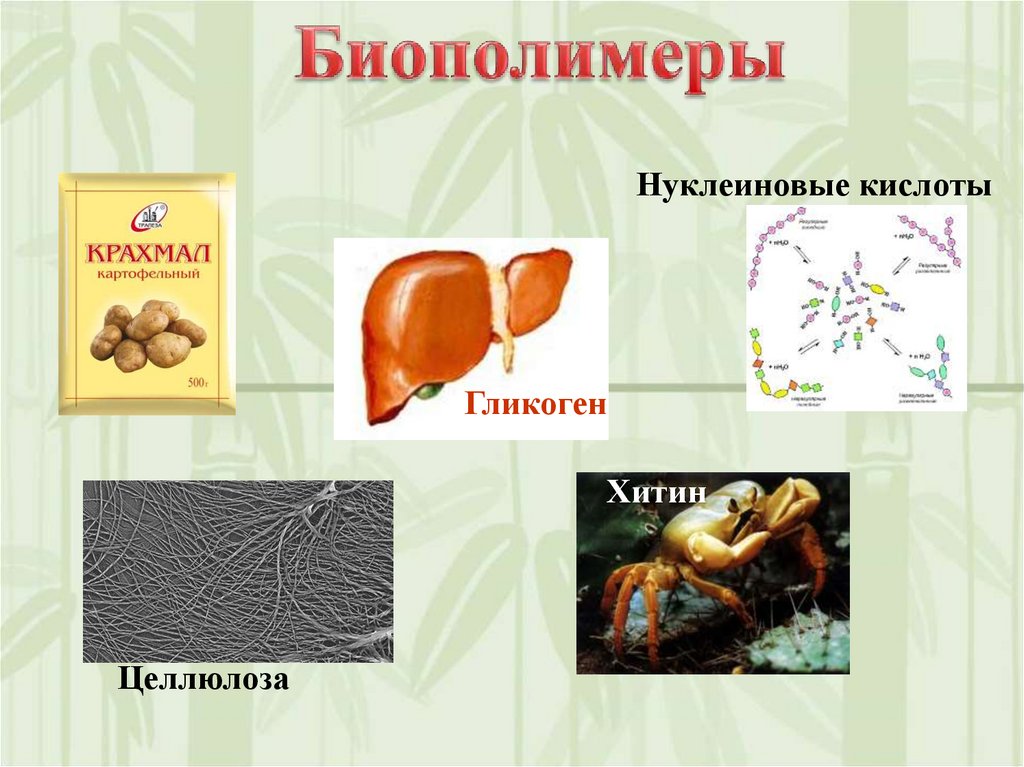 Система биополимеров. Хитин это биополимер. Биополимеры примеры. Биополимеры в организме человека. Природные биополимеры.