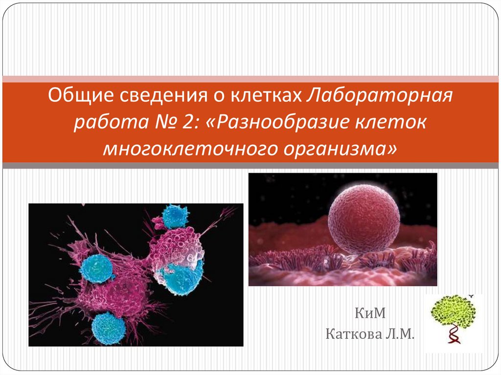 Клетки тканей многоклеточного организма