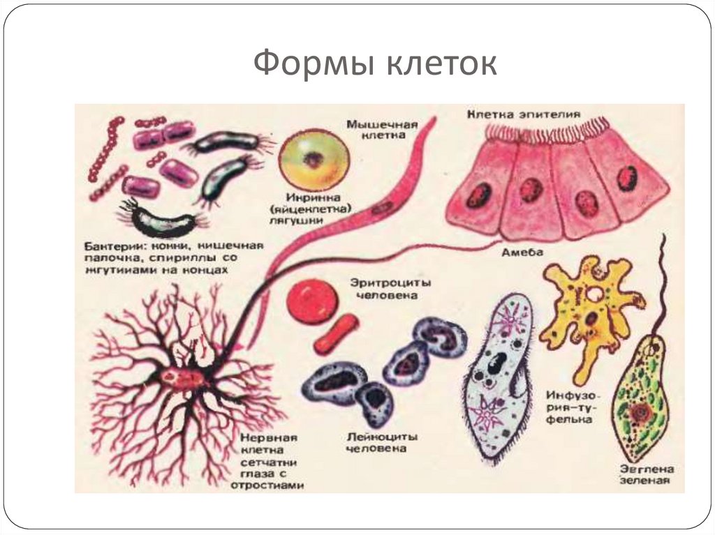 Соматические клетки многоклеточного организма. Разнообразие клеток. Многоклеточные клетки. Вывод о многообразии клеток. Взаимосвязь частей многоклеточного организма.