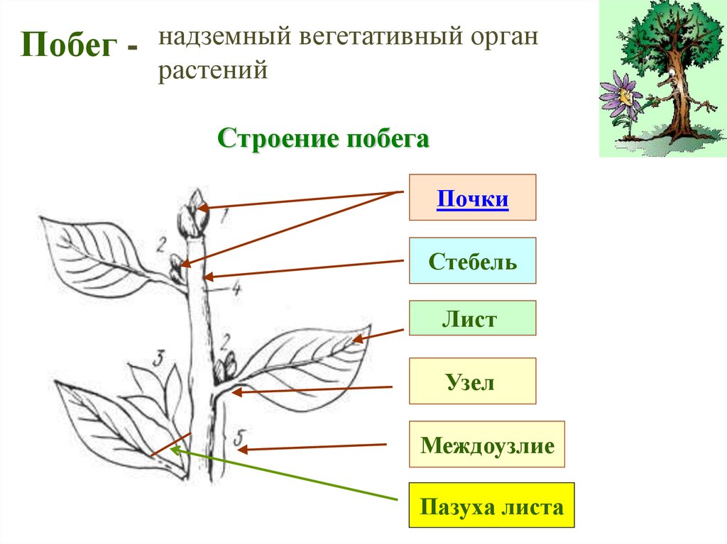 Побег и его строение. Розеточные побеги побег строение. Схема побега. Схема надземных побегов. Строение побега кактуса.