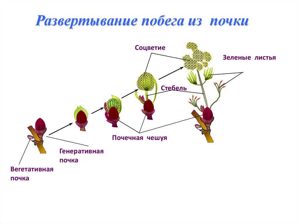 Побег презентация 6 класс