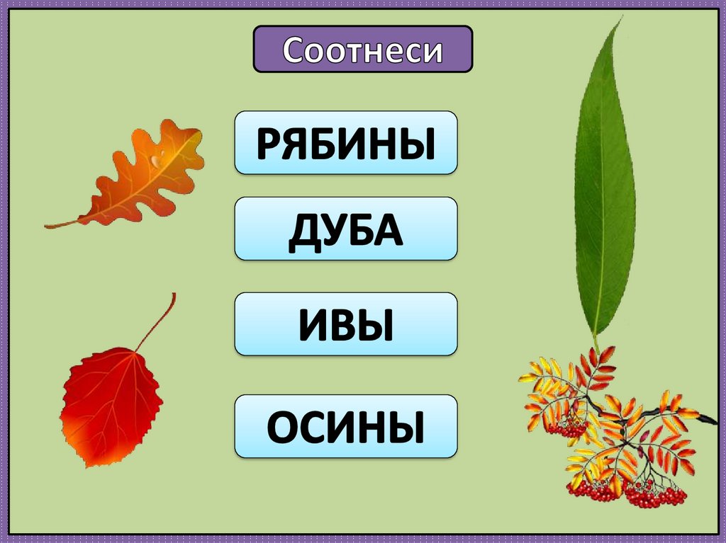 Рябина схема слова цветная