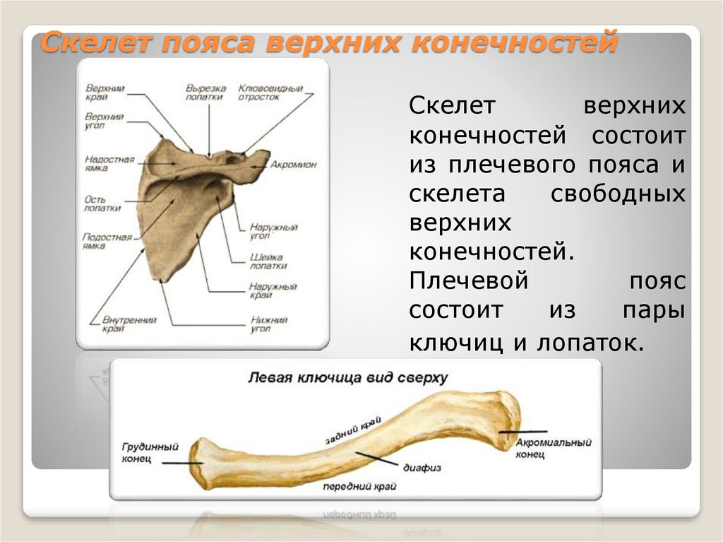 Скелет пояса верхних