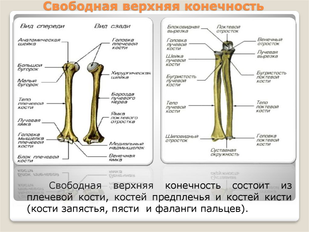 Свободная верхняя конечность. Кости свободной верхней конечности. Свободные Верхние конечности человека. Свободная верхняя конечность состоит из.