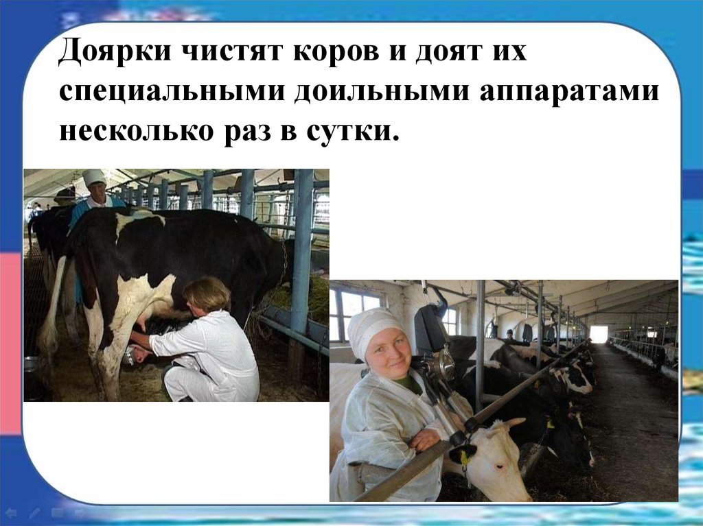 Чистка коров на животноводческой ферме. Доить корову. Коровья ферма доклад. Сколько чистится корова