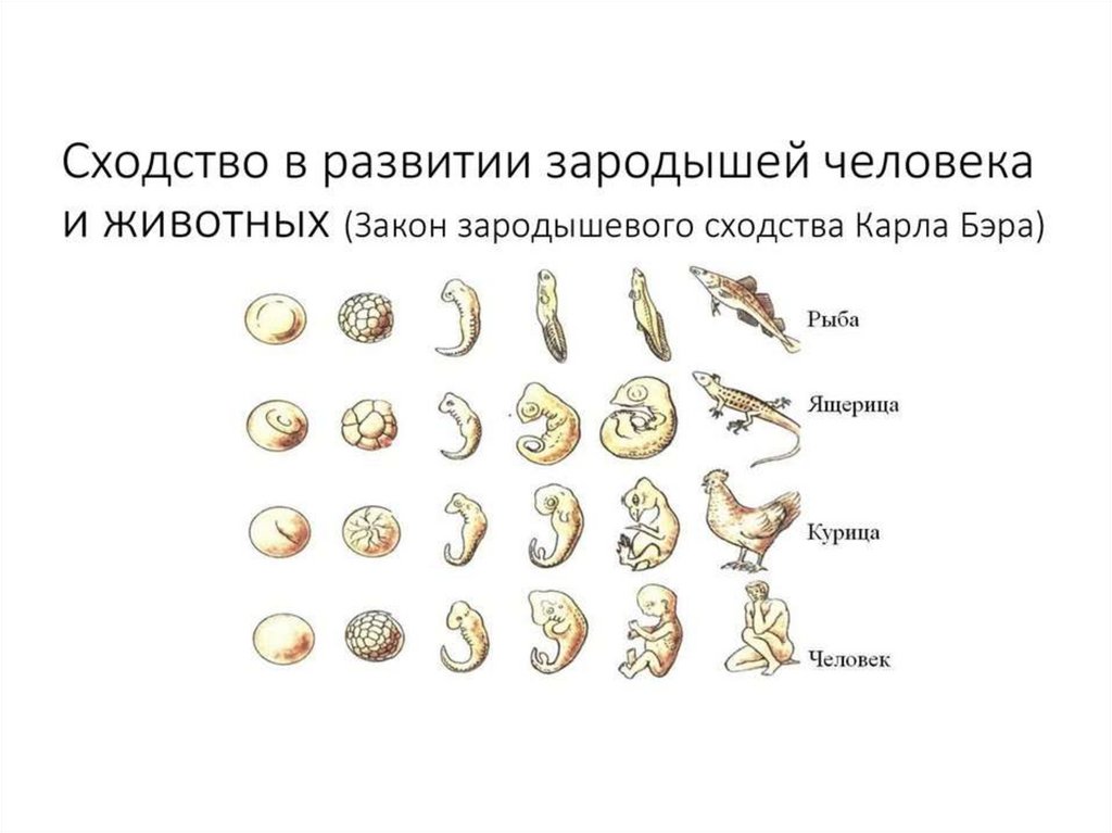 Стадии развития эмбрионов позвоночных