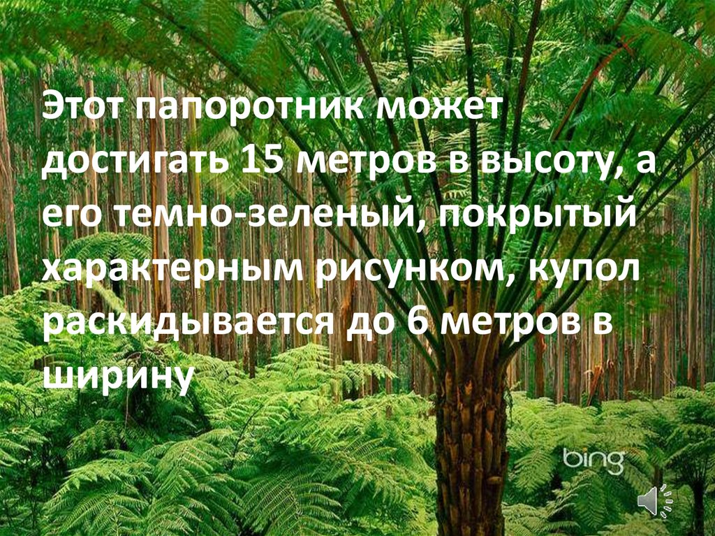 Папоротники могут достигать больших размеров благодаря. Папоротник 15 метровый по сравнению с человеком.