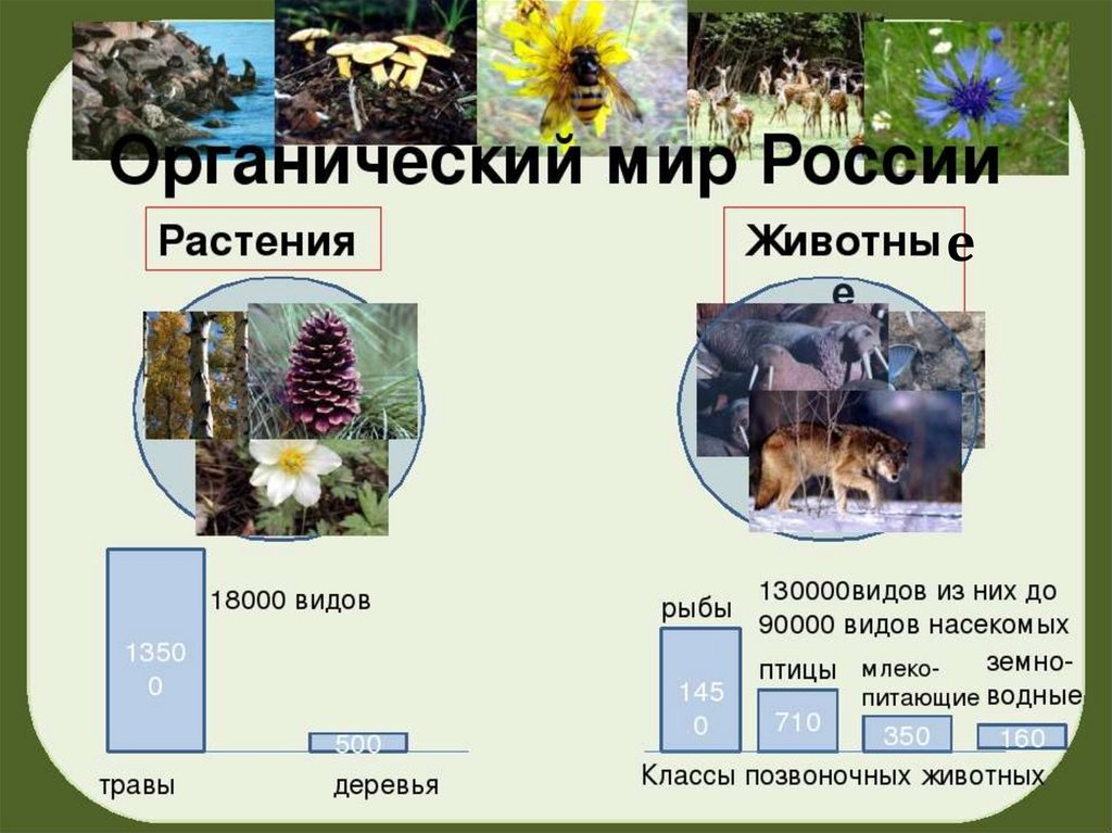 Презентация на тему животные 8 класс