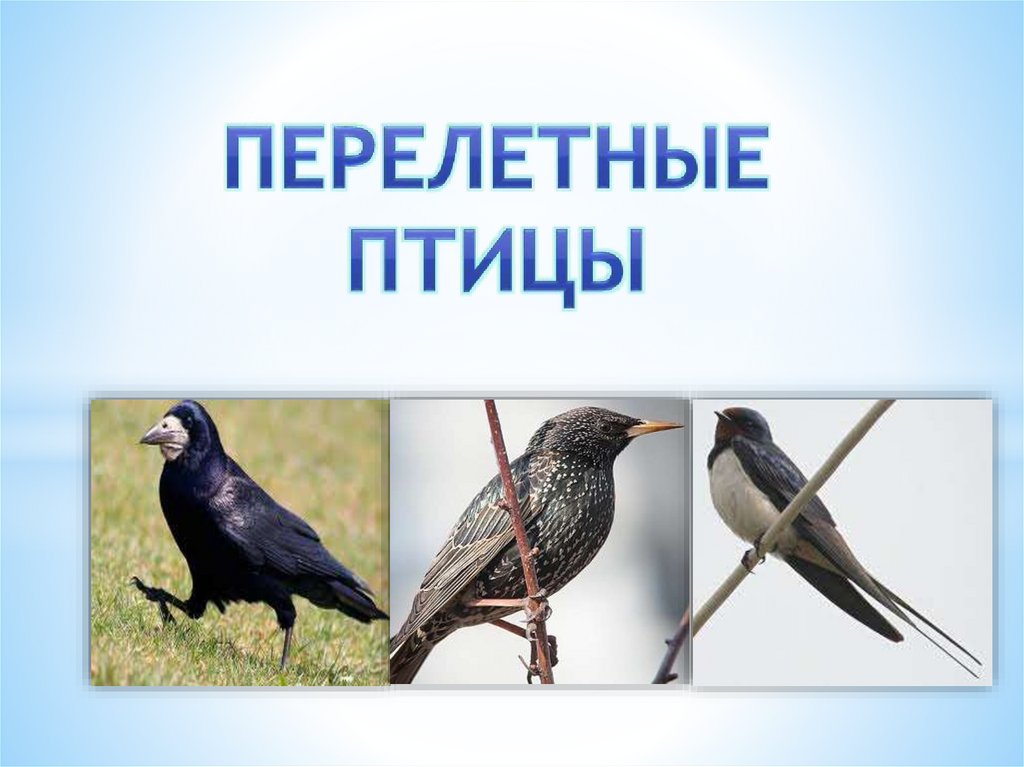 Про перелетных птиц. Вересаев перелетные птицы. Титульный лист перелетные птицы. Перелетные птицы Республики Коми. Перелетные птицы Крыма.