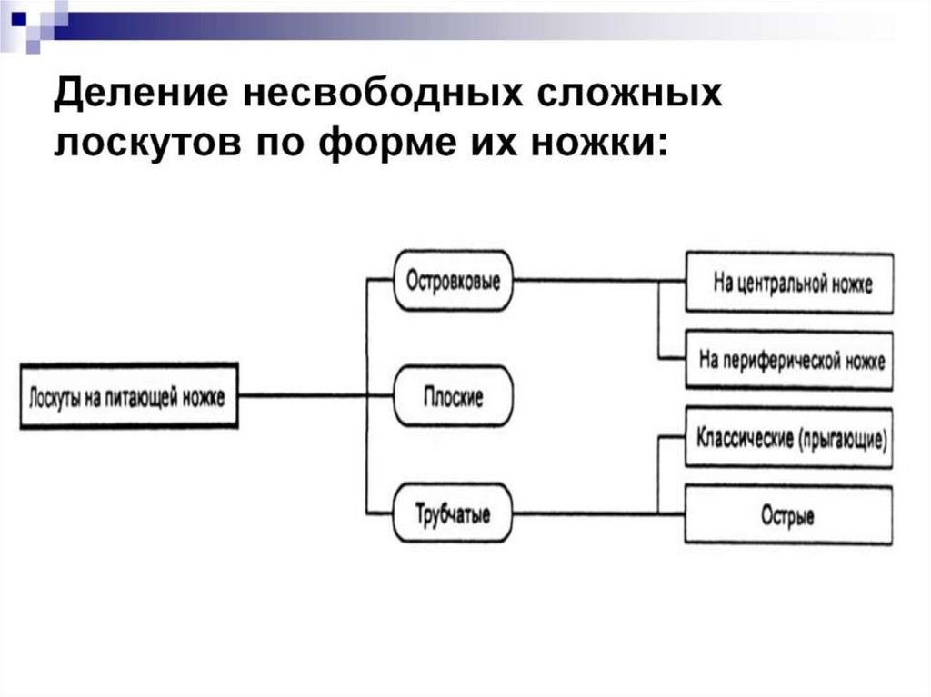 Деление несвободных сложных лоскутов по форме их ножки: