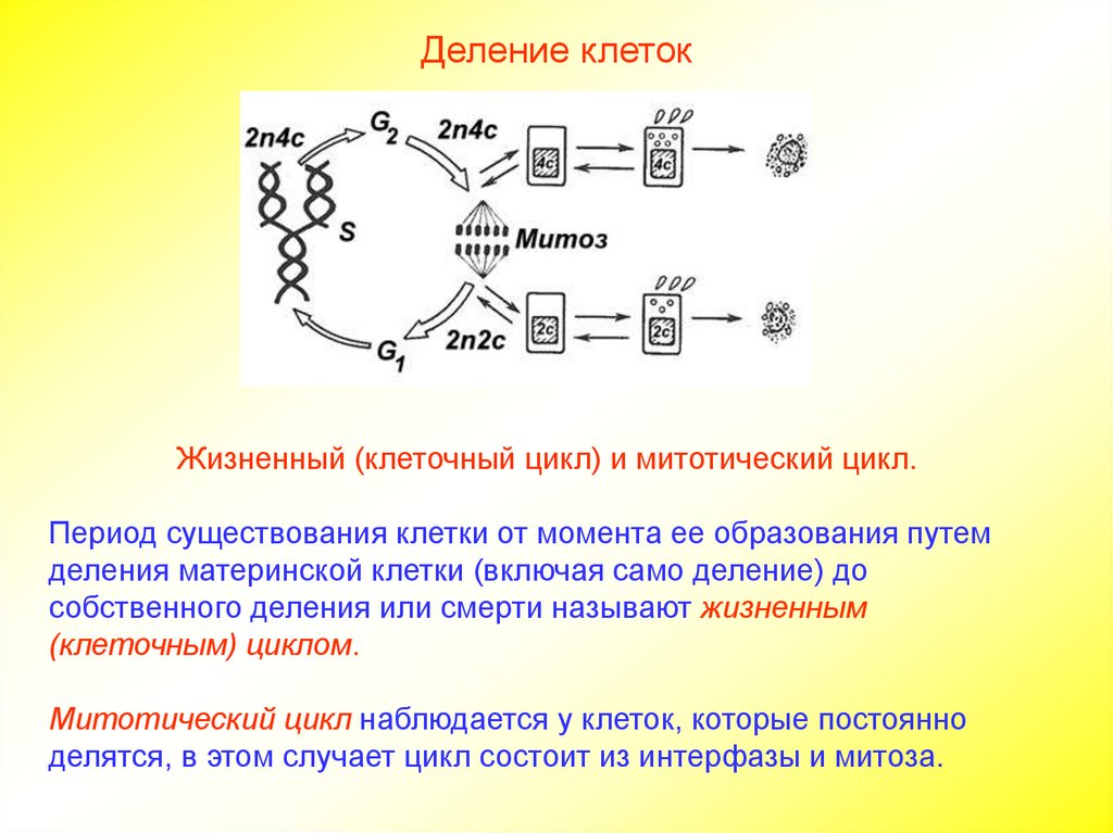 Деление клетки митотический цикл. Деление клетки жизненный и митотический циклы. Клеточный и митотический циклы. Период существования клетки от момента ее образования. Митотический цикл и его механизмы.