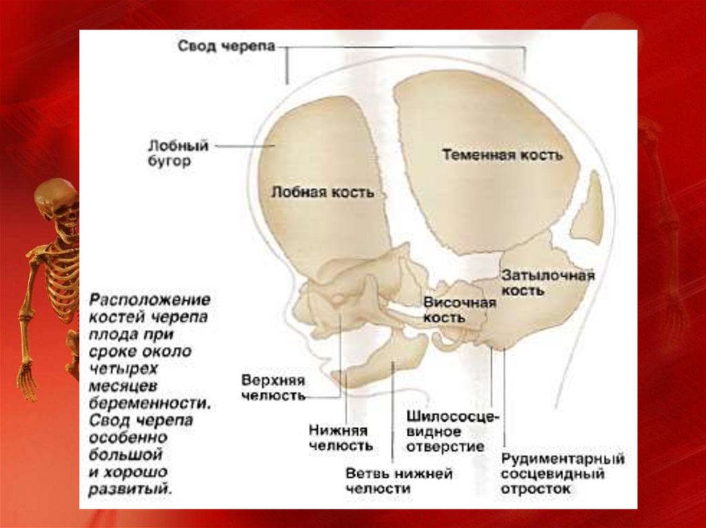 Анатомический препарат черепа. Гендерные различия черепа анатомия. Дятел анатомия черепа.