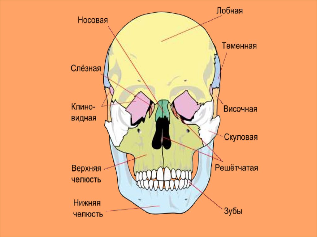 Кости черепа презентация анатомия