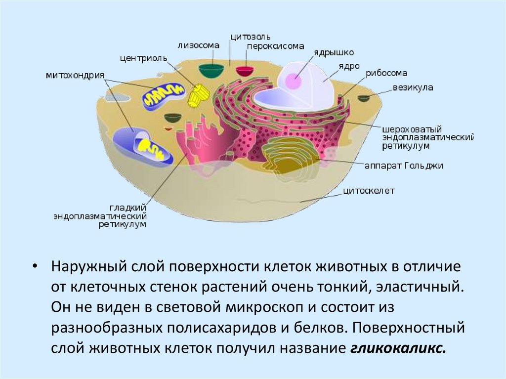 Клетка оболочка функции