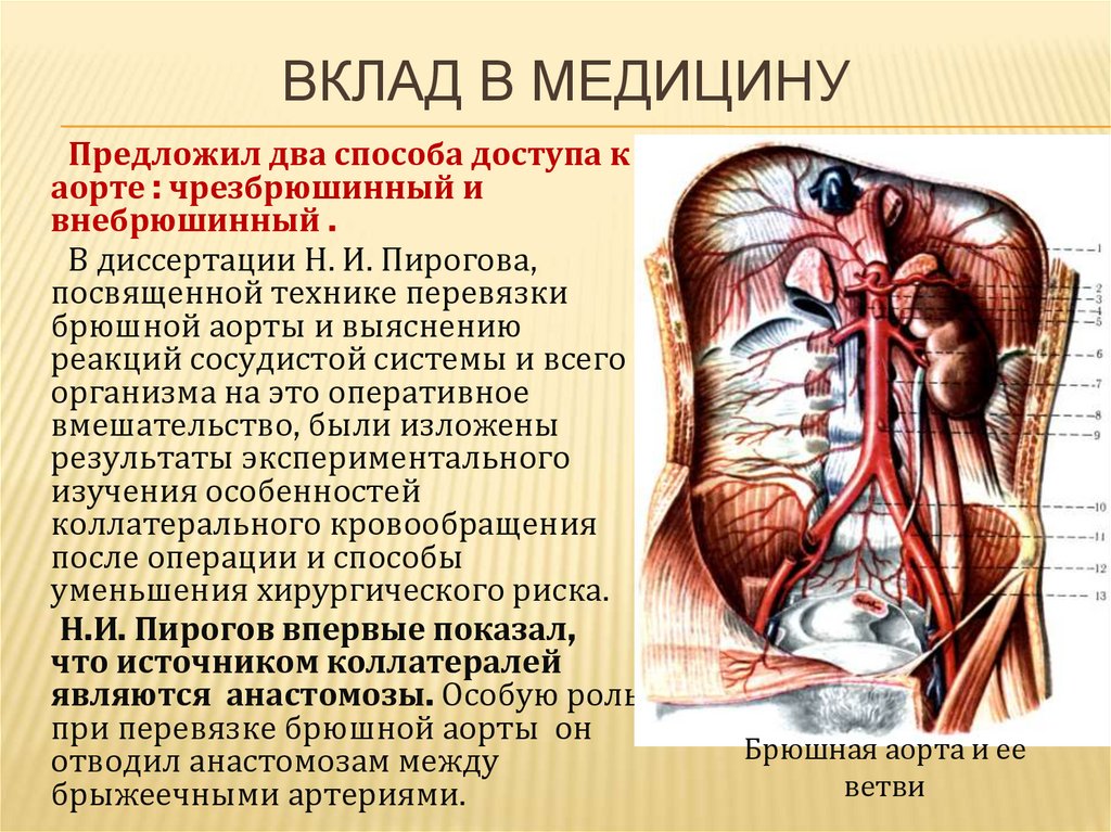 Вклад в развитие анатомии