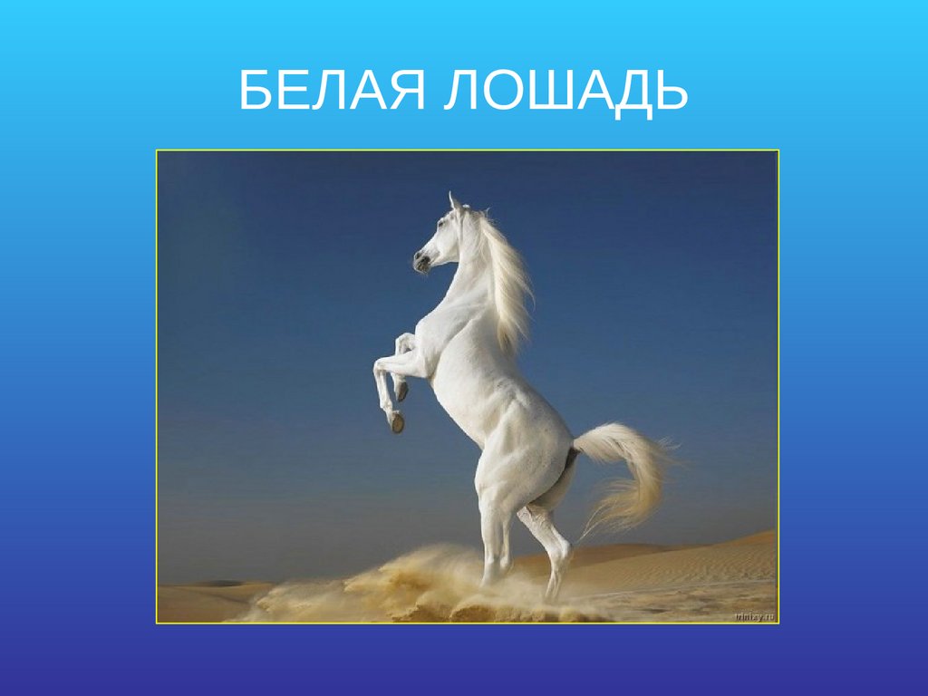 Аудио рассказ конь. Одна лошадка белая. Рассказ белая лошадь. Год белой лошади какие года. Белый конь примета.