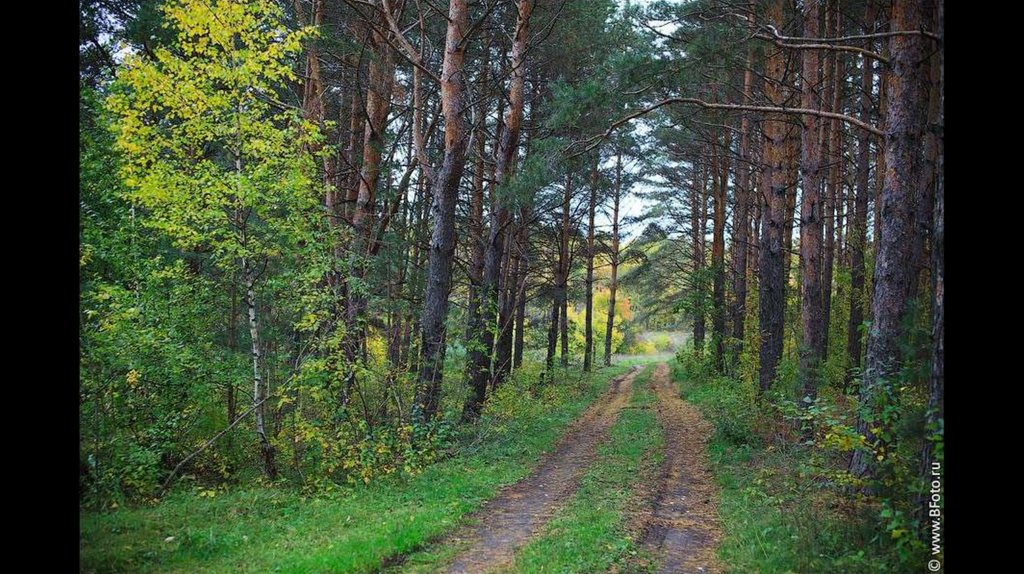 Лесные стрелки. Лес в плохом качестве. Быстрица лес пейзаж. Лесной Лесопарковый пейзаж. Пейзаж Егорьевск лес.