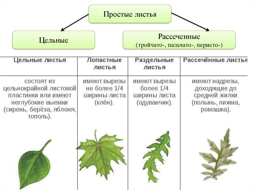 Лист урок по биологии 6