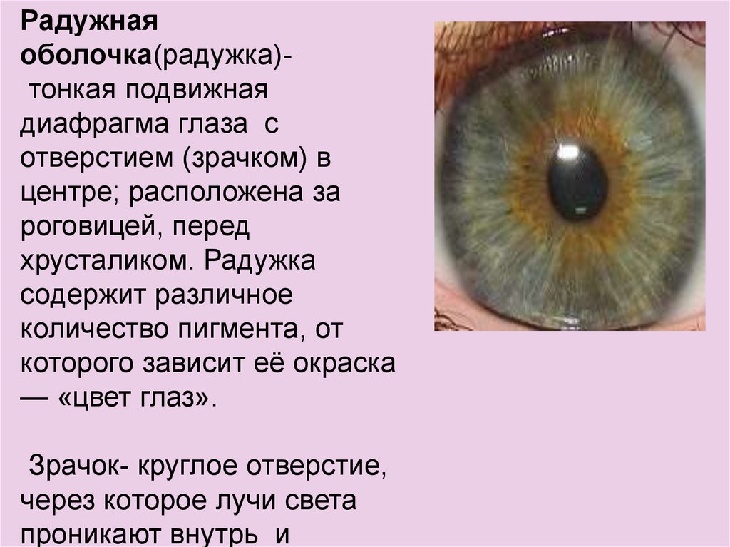 Радужка содержит пигмент. Радужная оболочка глаза. Отверстия в радужке глаза. Диафрагма глаза.
