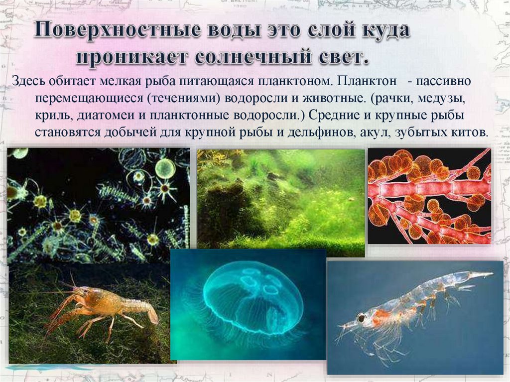 В верхнем слое воды обитает больше организмов. Рыба питающаяся планктоном. Животные обитающие в планктоне. Рыбы обитающие в приповерхностных слоях воды. Мелкая рыба питающаяся планктоном.