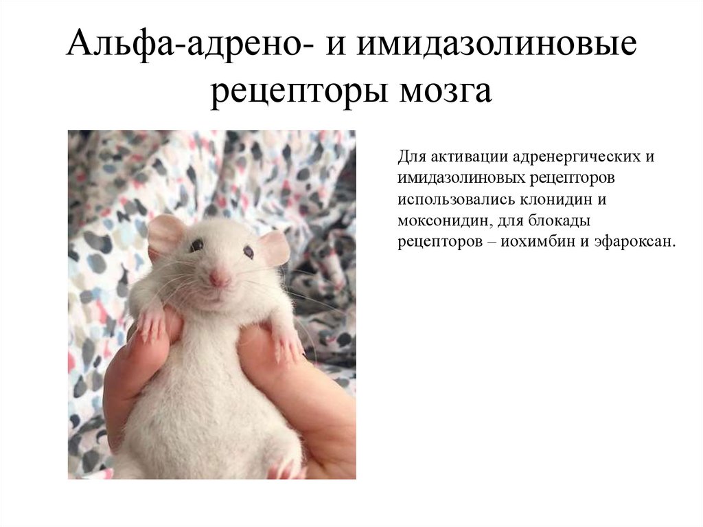 Альфа-адрено- и имидазолиновые рецепторы мозга