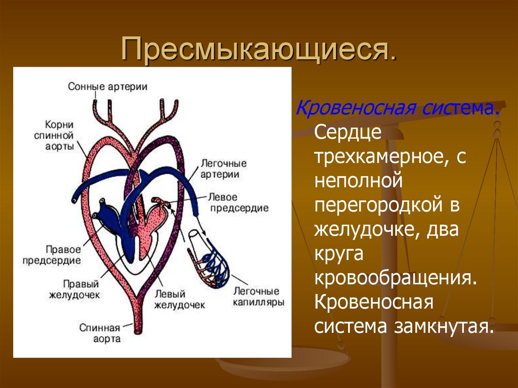 У ящерицы трехкамерное сердце. Пресмыкающиеся трехкамерное сердце с неполной перегородкой. Сердце пресмыкающихся трехкамерное, с перегородкой в желудочке *. Кровеносная система пресмыкающихся сердце. Пресмыкающиеся кровеносная система круги кровообращения.