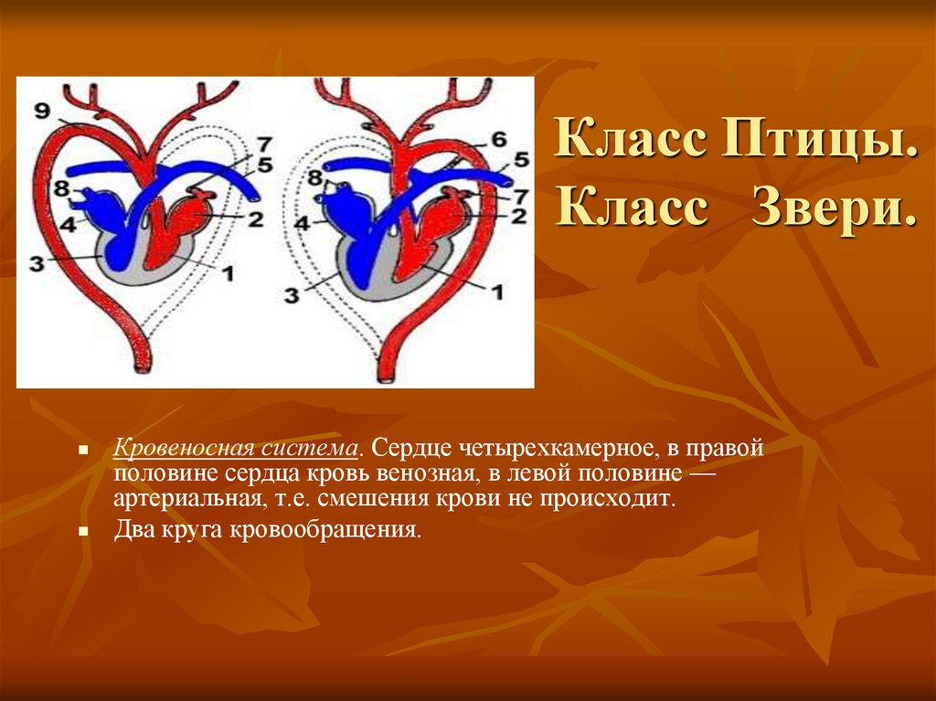 Артериальный тип крови. Четырёхкамерное сердце и два круга кровообращения. Кровеносная система венозная и артериальная кровь. Кровеносная система сердца. Сердце птиц.