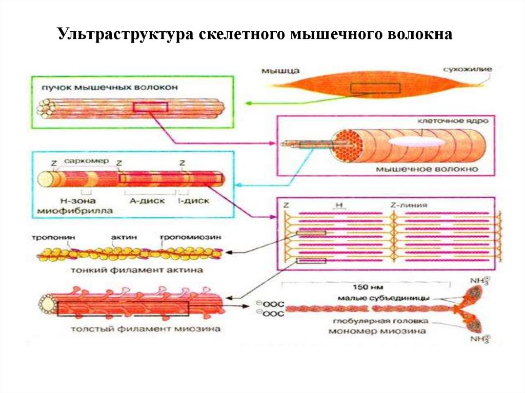 Типы скелетных мышечных тканей относительно актина презентация