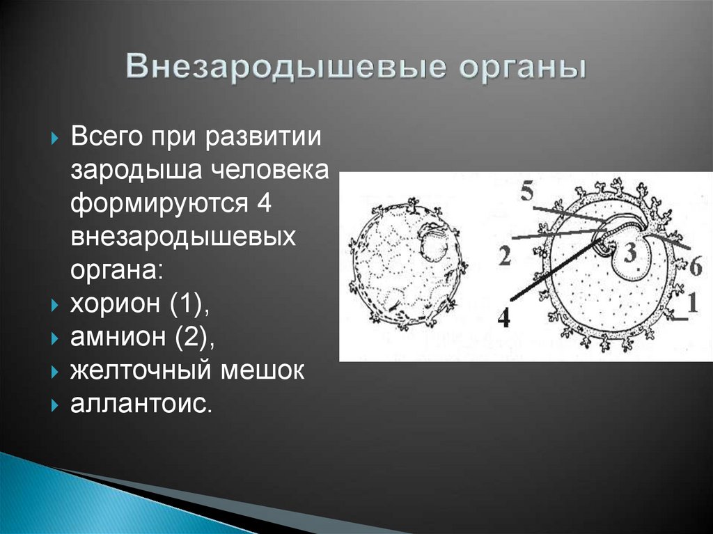 Внезародышевые органы человека. Внезародышевые оболочки млекопитающих. Внезародышевые органы желточный мешок. Внезародышевые органы хорион.