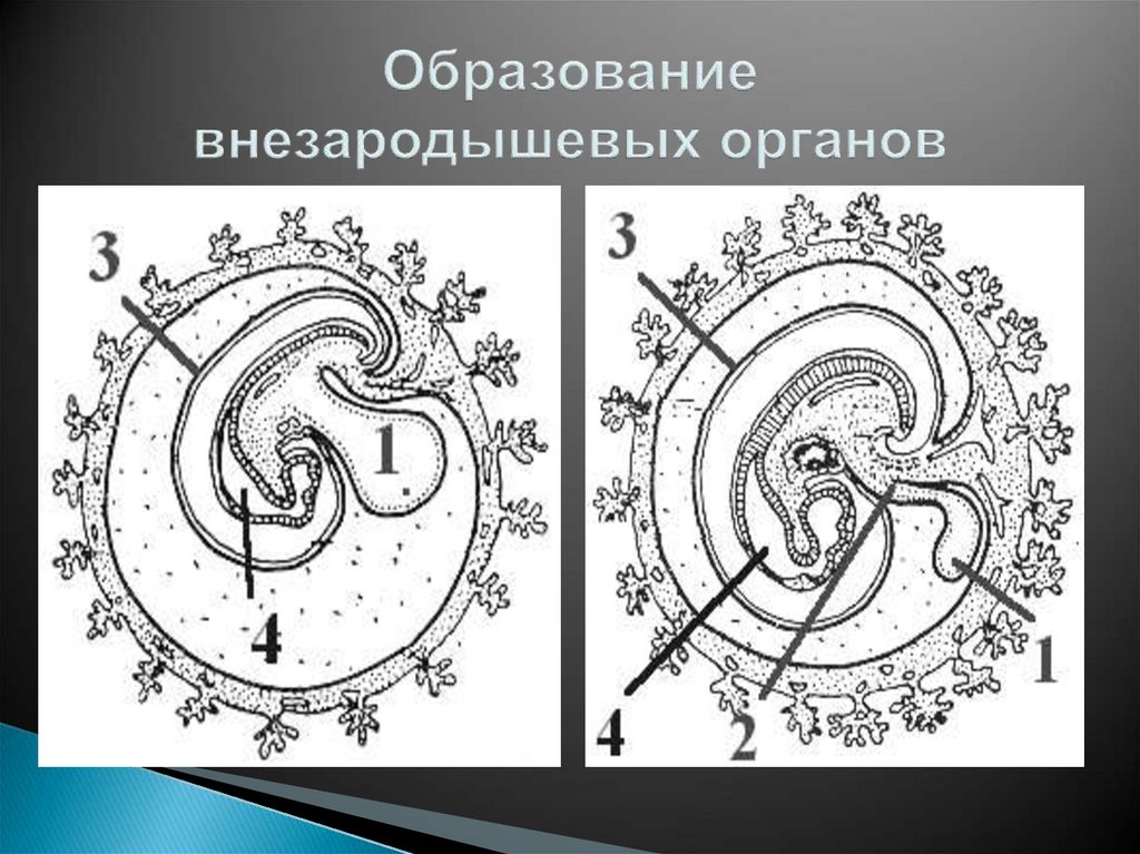 Внезародышевые органы презентация