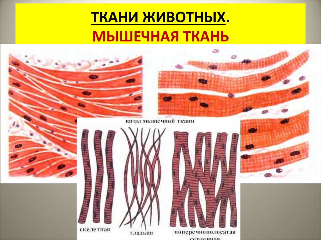 Как называется клетка мышечной ткани. Мышечные ткани человека биология. Ткани животных. Мышечная ткань животных. Ткани животных мышечная ткань.