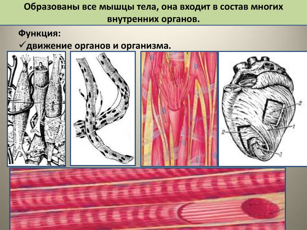 Ткани органы системы органов животных. Клетки образуют ткани. Ткани пищеварительной системы. Мышечная ткань может сокращается. Ткани трубчатых органов.
