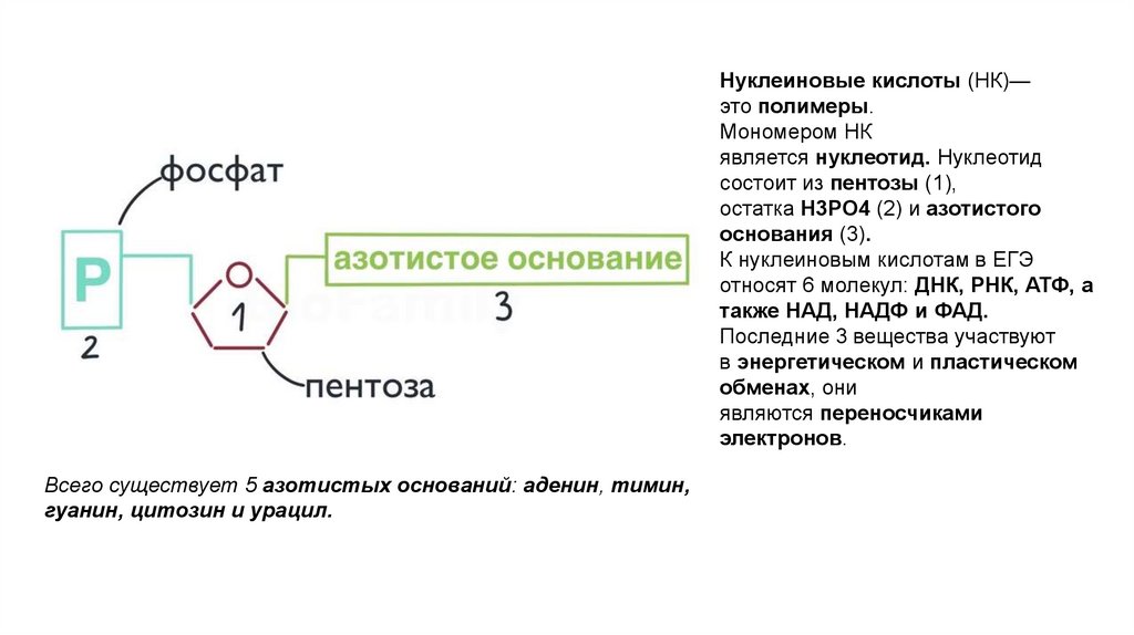 Мономером углеводов является аминокислота. Мономерами молекул нуклеиновых кислот являются. Выделение нуклеиновых кислот.