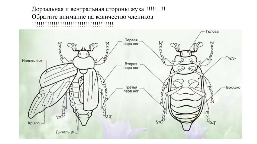 Рисунки жука майского жука