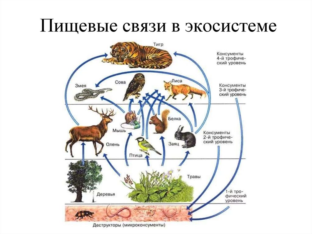Пищевые связи в экосистеме