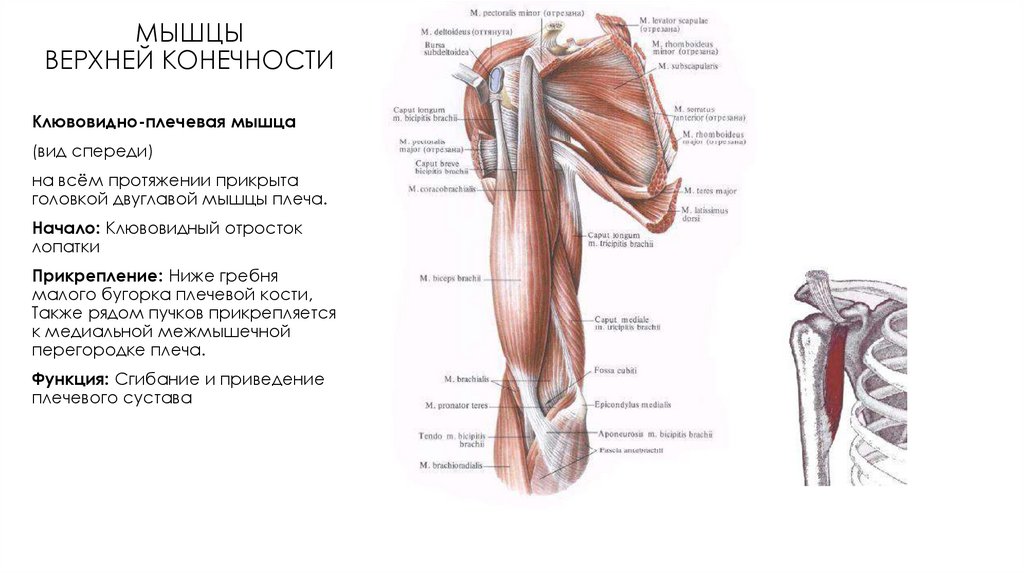 Мышцы верха