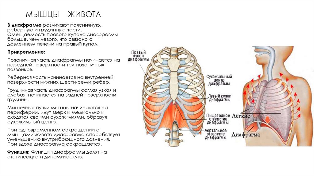 Расположение диафрагмы