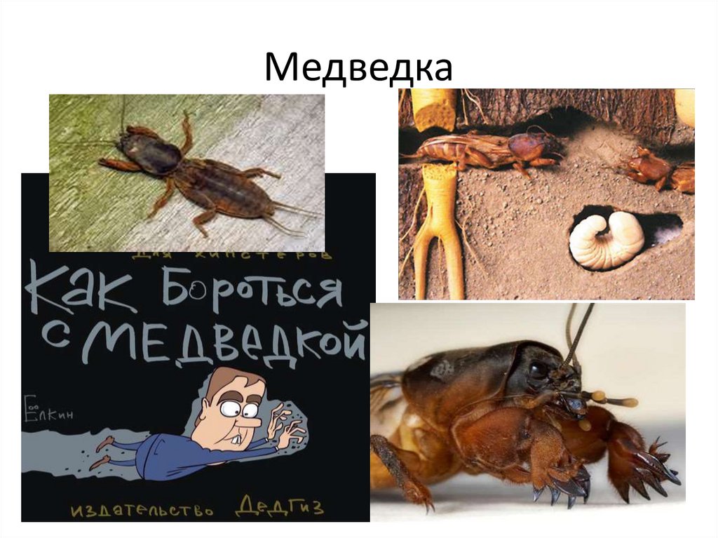 Медведка