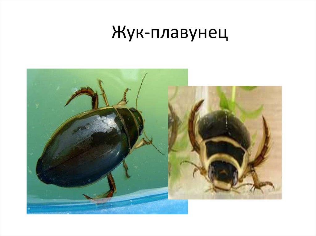 Жук-плавунец