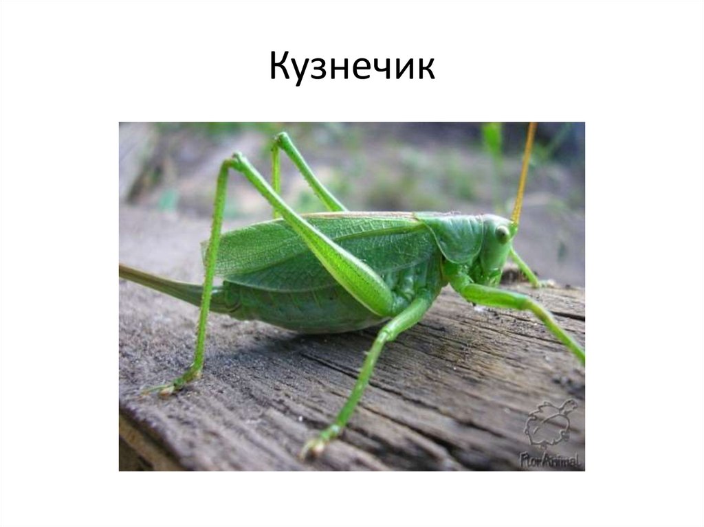 Кузнечик