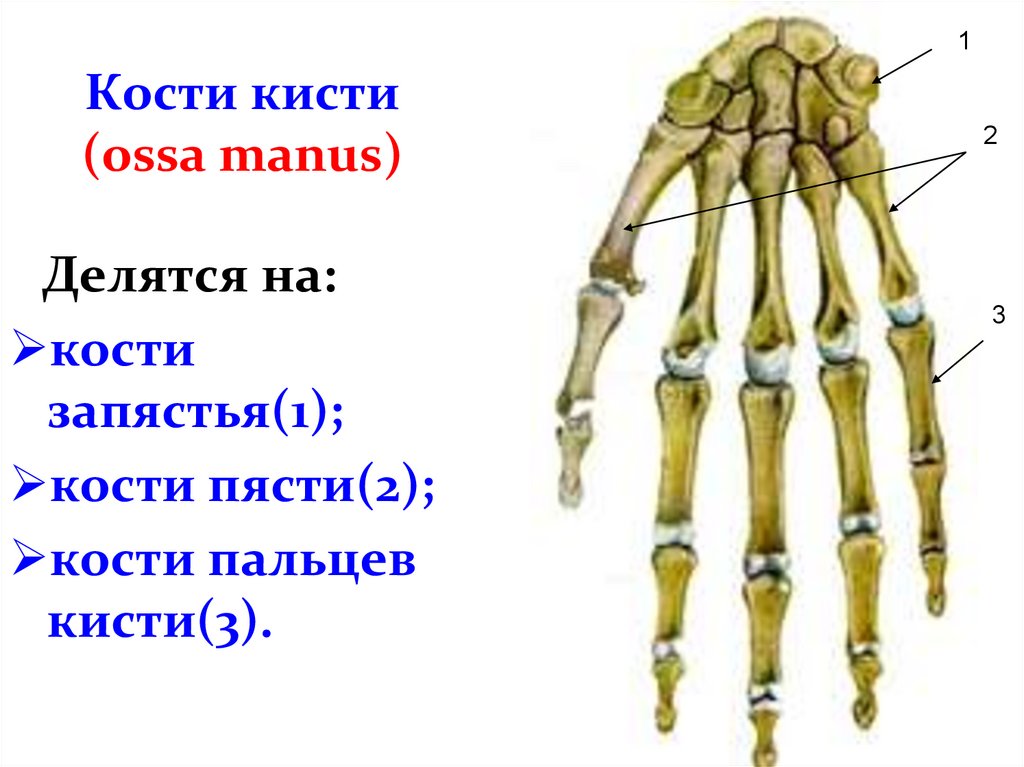 Кости запястья расположение