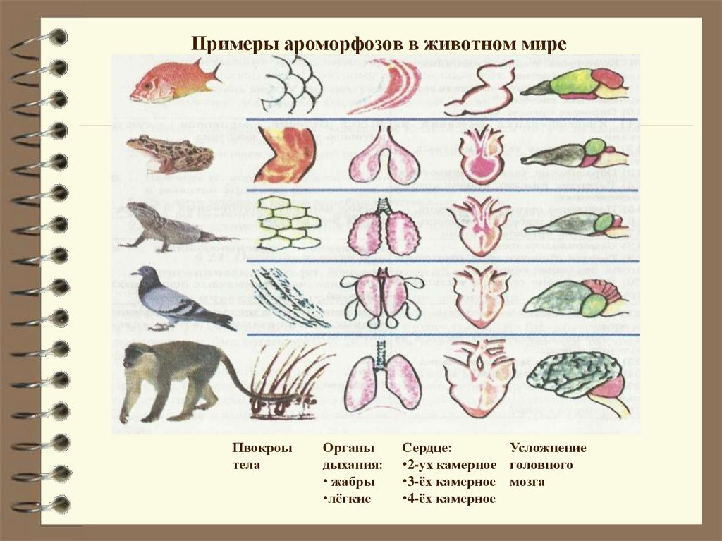 Примеры ароморфоза у птиц
