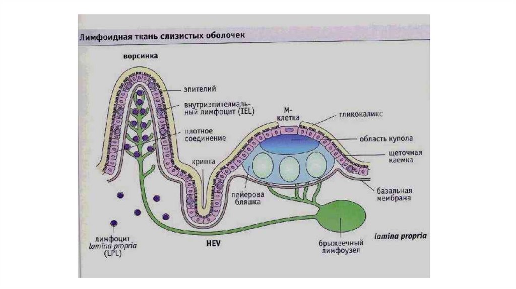 Лимфатическая ткань. Лимфоидная ткань слизистых оболочек строение. Лимфоидная ткань ассоциированная со слизистыми оболочками. Лимфоидная система слизистых оболочек. Строение лимфоидной ткани.