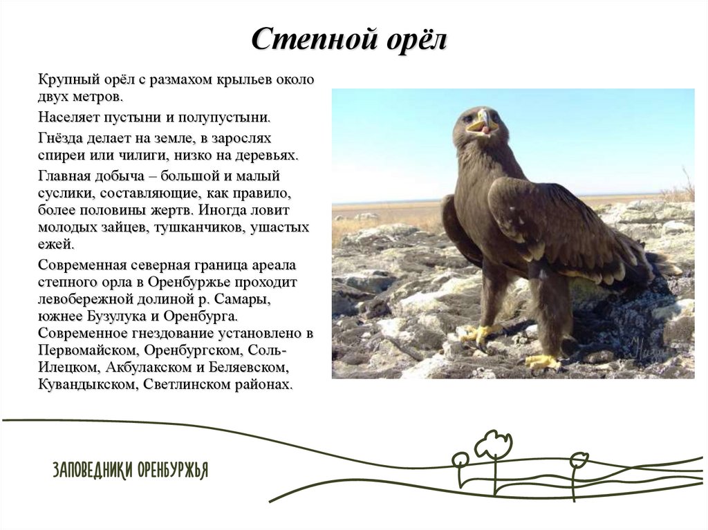 Сообщение об орле. Степной Орел Астраханской области краткое описание. Среда обитания степного орла. Рассказ о Степном Орле 4 класс. Степной орёл место обитания.