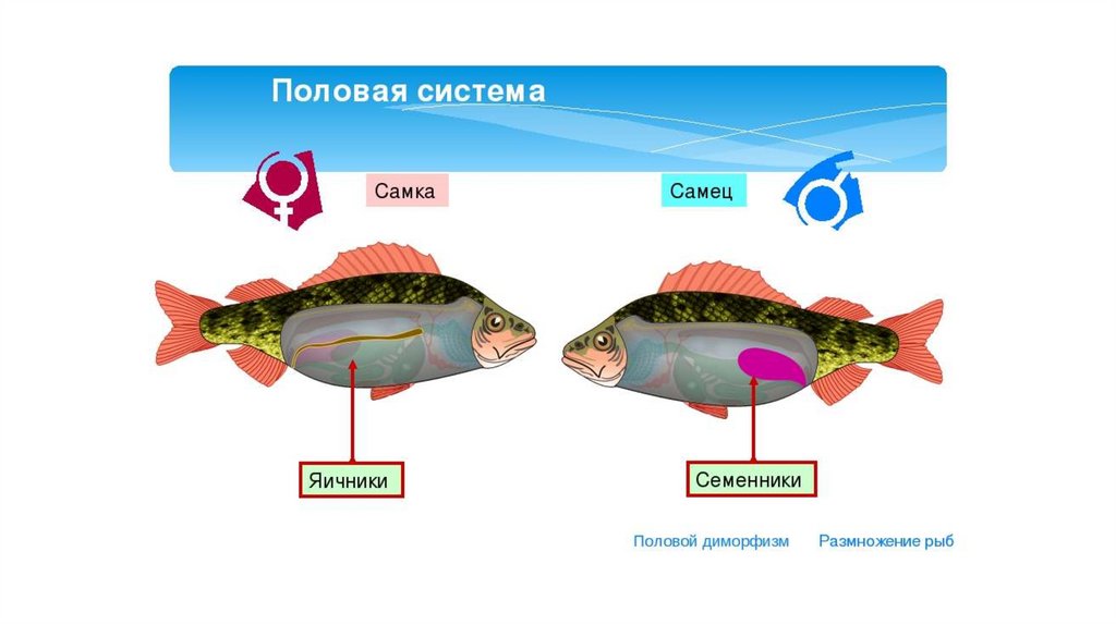 Размножение животных рыбы. Половая система рыб схема. Размножение рыб схема. Система органов размножения рыб. Система размножения рыб схема.