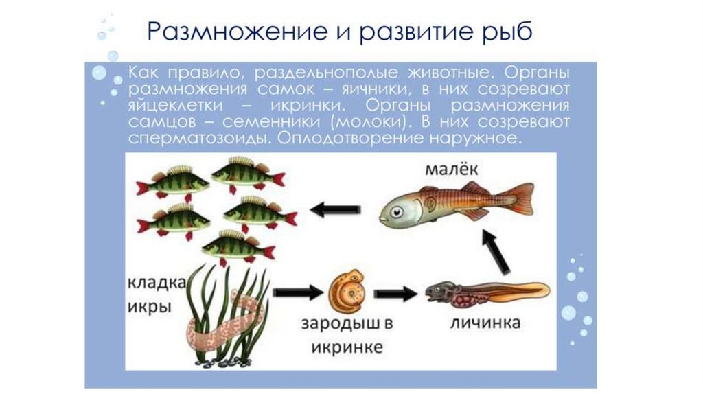 Представители каких классов позвоночных имеют крупные яйцеклетки. Процесс оплодотворения у рыб. Схема внешнего оплодотворения рыб. Наружное оплодотворение у рыб. Цикл развития рыб 7 класс.