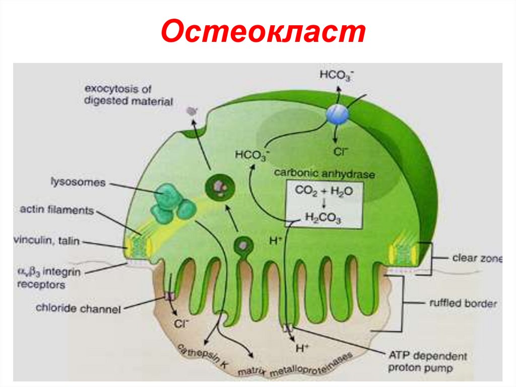 Схема строения остеобласта