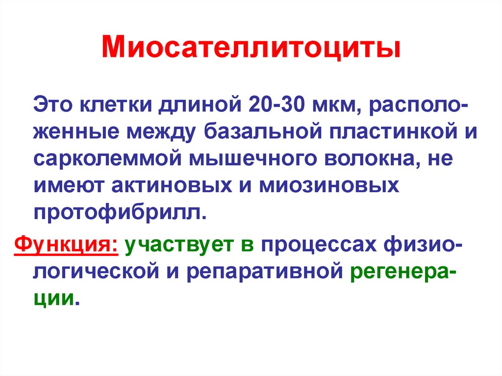 Длина клетки. Миосателлитоциты. Миосателлитоциты строение. Функции миосателлитоцитов. Клетки миосателлиты выполняют функцию.