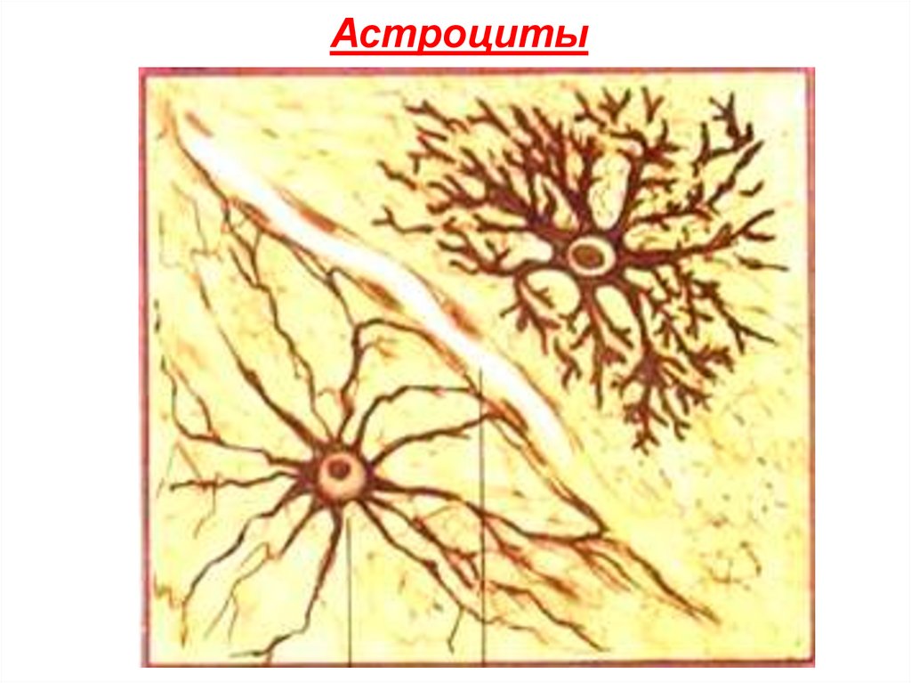 Астроциты. Волокнистые астроциты гистология. Нервная ткань астроциты. Волокнистые астроциты локализуются. Плазматические астроциты.
