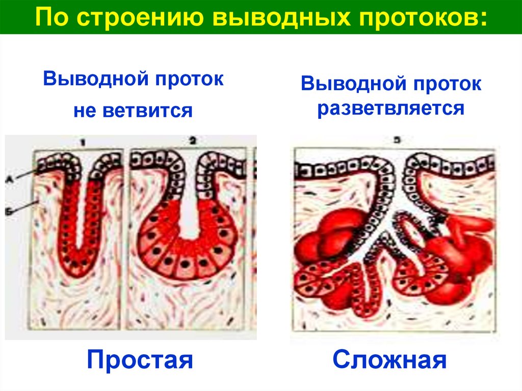 Простые железы. Строение железы выводной проток. Выводной проток ветвится железы. Разветвленный выводной проток. Строение выводного протока.